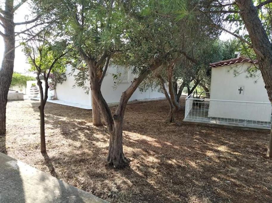 White Villa In Olive Trees And Seaview To Panagia Almiropótamos Dış mekan fotoğraf