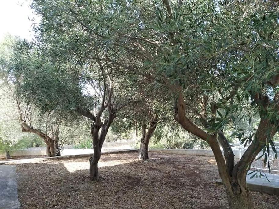 White Villa In Olive Trees And Seaview To Panagia Almiropótamos Dış mekan fotoğraf