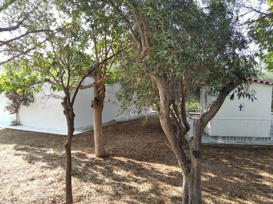 White Villa In Olive Trees And Seaview To Panagia Almiropótamos Dış mekan fotoğraf